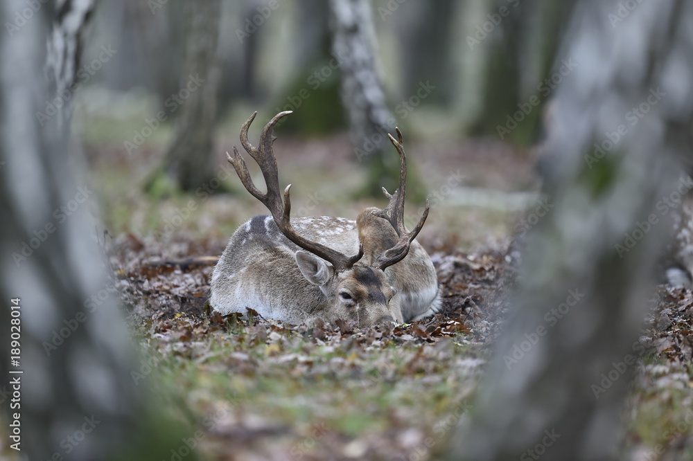 Naklejka premium daim