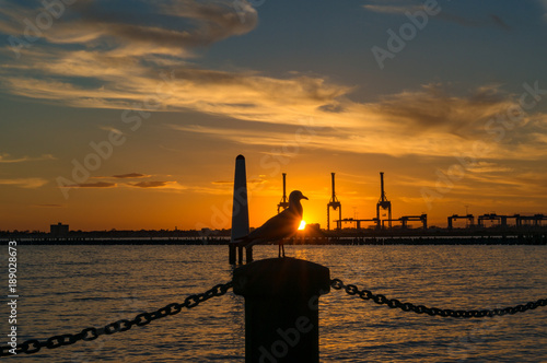 Seagull bird silhouette with port structures on the background