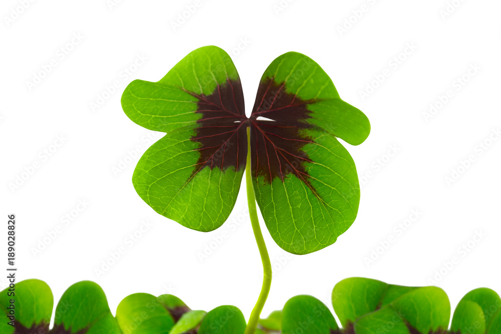 Klee StockFoto Adobe Stock