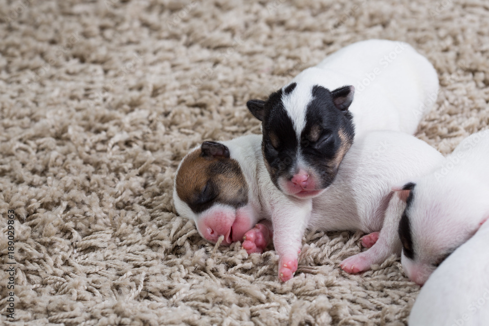 newborn puppies breed jack russel terrier sleeping newborn puppies breed jack russel terrier sleeping