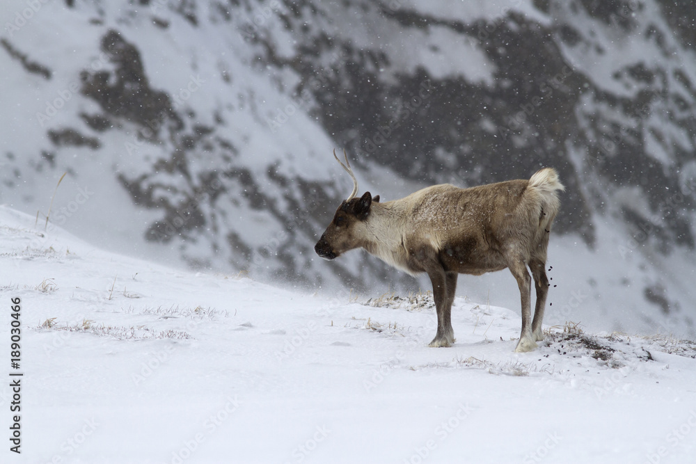 A reindeer standing in a snowfall in the tundra on a hillside A reindeer standing in a snowfall in the tundra on a hillside