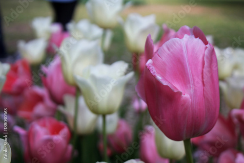 tulipani in campo