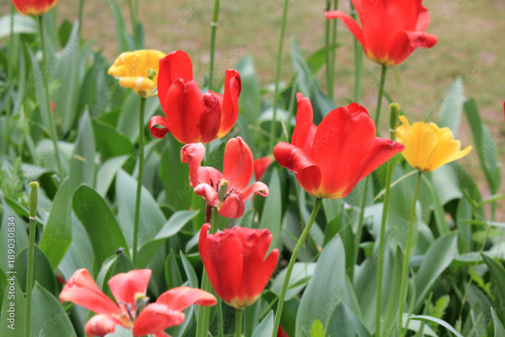 Naklejka premium tulipani
