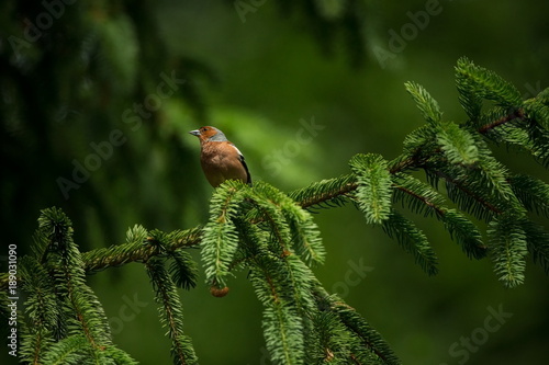 Fringilla coelebs. Photographed in the Czech Republic. Spring nature. From bird life. Bird on the tree. Green Tree. Beautiful picture. The wild nature of the Czech Republic. Europe. Czech Republic. Sp photo