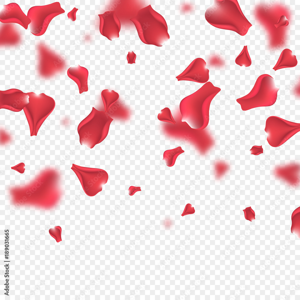 Flying pink rose petals with blur effect. Transparent background. Vector illustration. Flying pink rose petals with blur effect. Transparent background. Vector illustration.