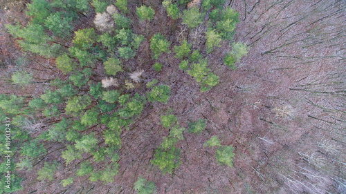 Aerial view of winter / autumn forest. drone photography. View above forest of coniferous pine and deciduous oak.