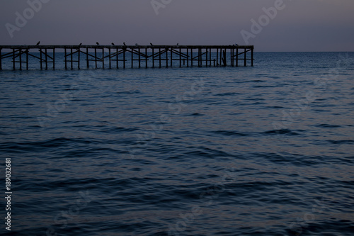 Seagulls and herring-gulls at Varna coastline