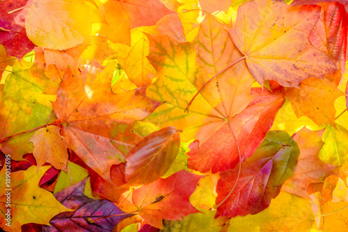 colorful autumn background. red  green and orange autumn leaves.