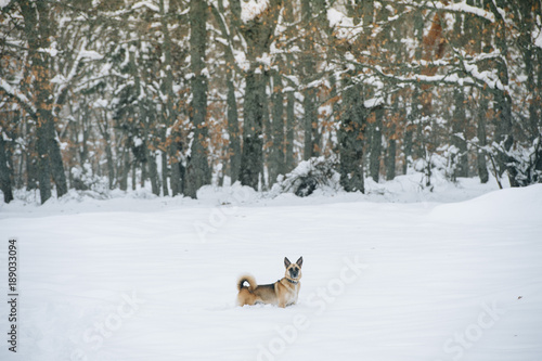 German Shepherd Dog dog in snowy mountain