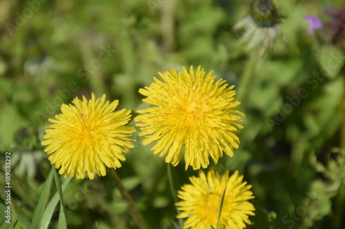 Flowering dandelions in the clearing. Meadow with dandelions