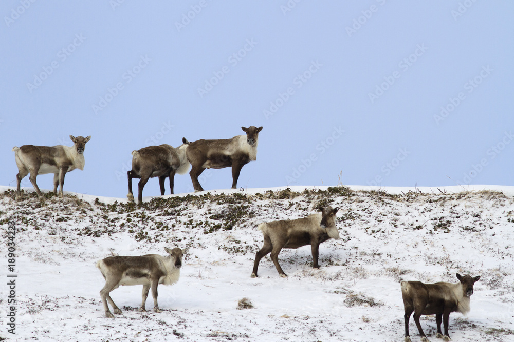 A small herd of reindeers standing on top of a hill in the tundra in winter A small herd of reindeers standing on top of a hill in the tundra in winter