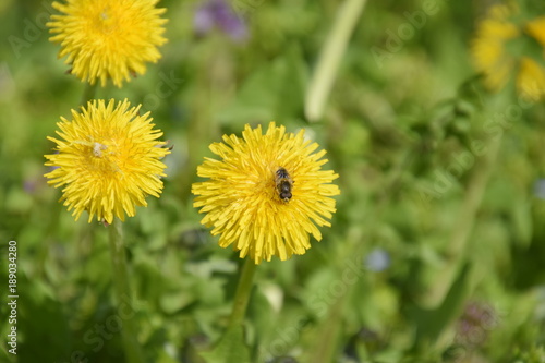 Flowering dandelions in the clearing. Meadow with dandelions