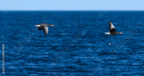 Two geese flying over blue Atlantic ocean near Reykjavik, Iceland on early June morning. © Mikko Palonkorpi