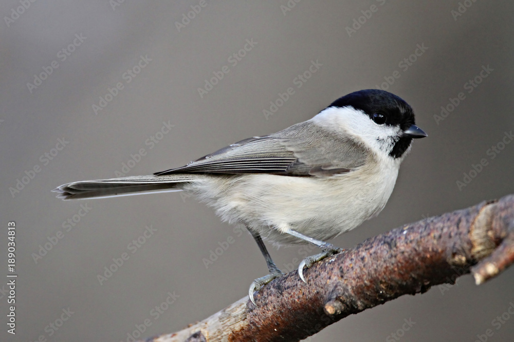 Naklejka premium Grey Tit