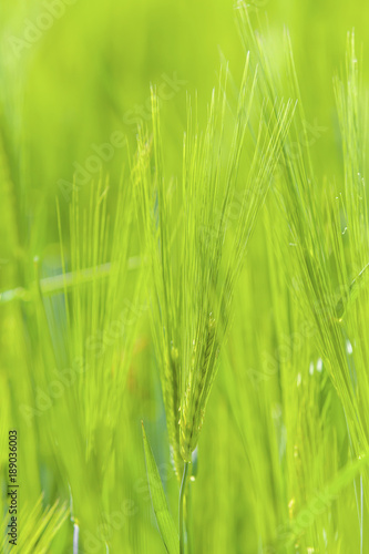 Green ears of barley  
