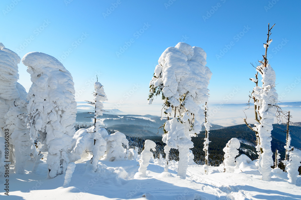 zimowy krajobraz ze śniegiem na drzewach