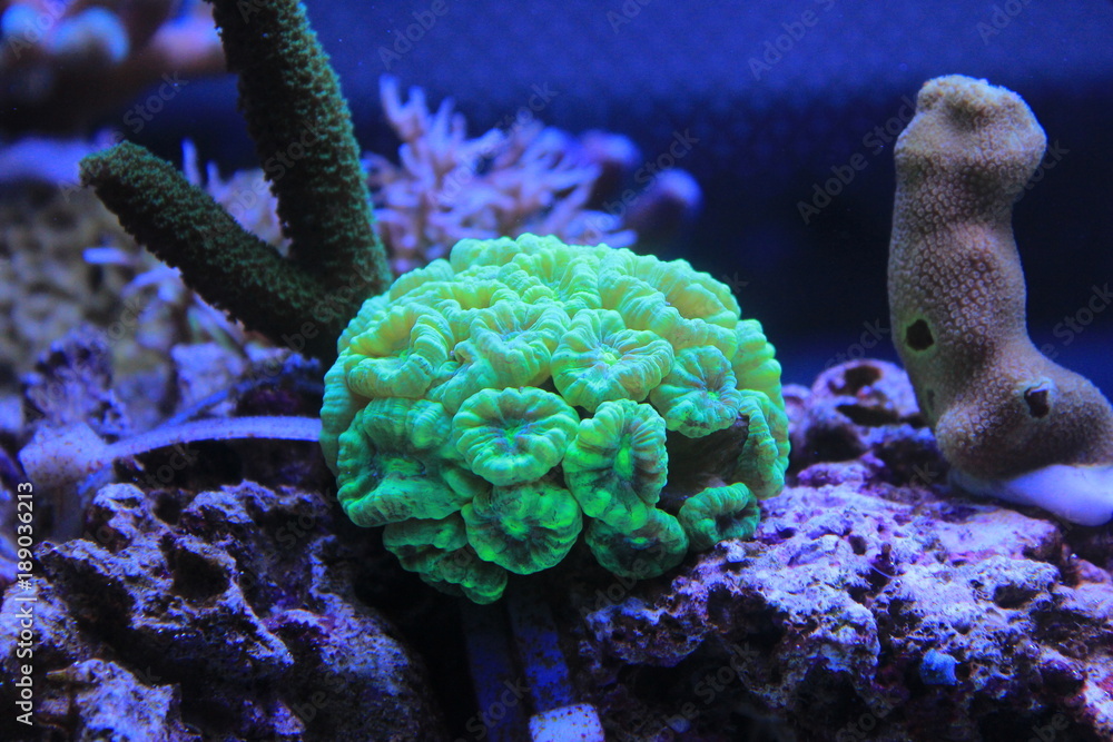 Fototapeta premium Caulastrea curvata LPS coral 