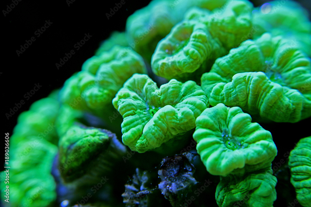 Obraz premium Caulastrea curvata LPS coral 