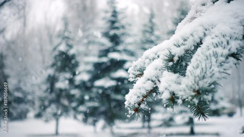 snow falling at the fir trees branches
