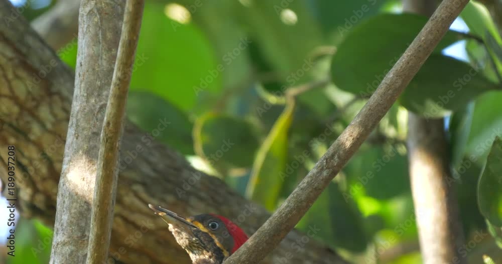 Pale-Billed Woodpecker, Costa Rica Pale-Billed Woodpecker, Costa Rica
