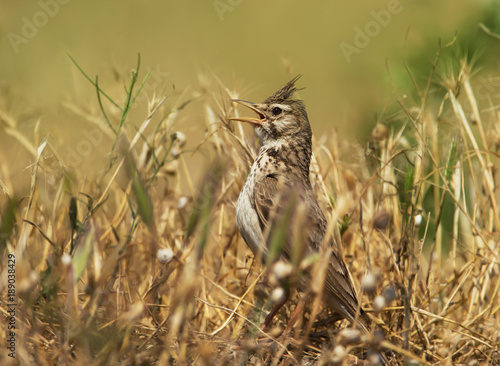 Canvas Print Crested lark calling in the meadow