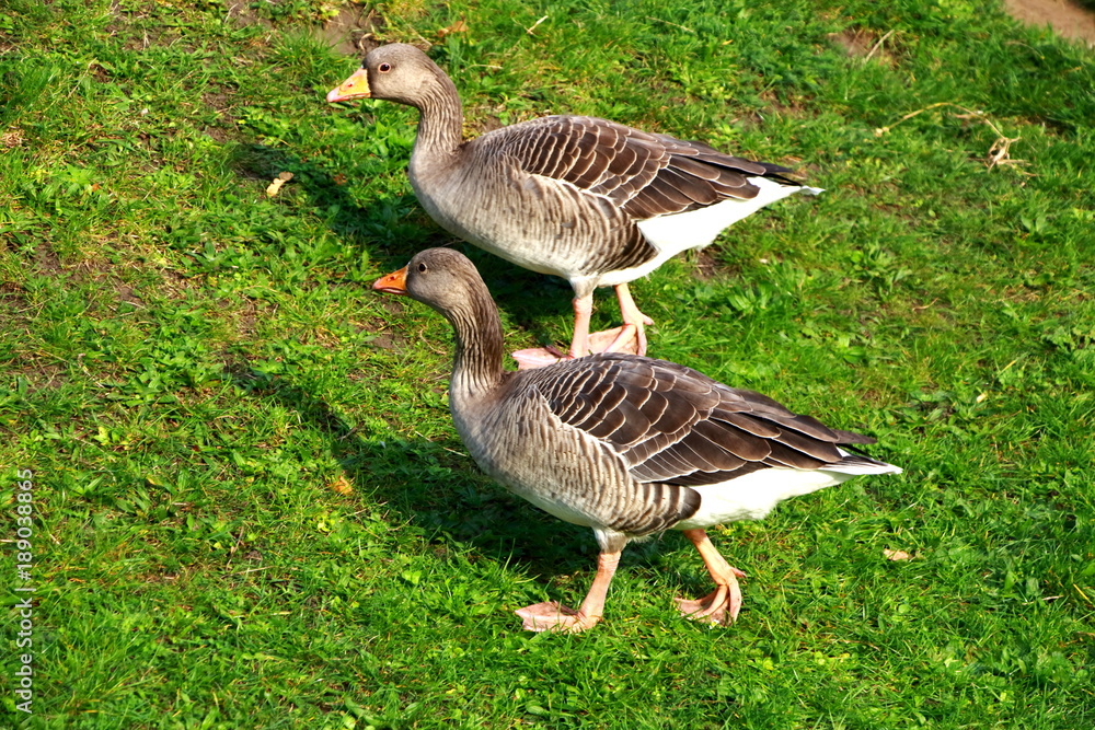 Ducks Ducks