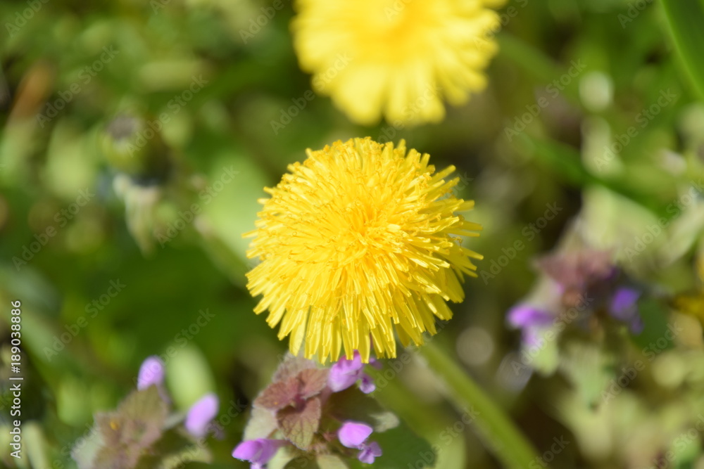 Flowering dandelions in the clearing. Meadow with dandelions. Flowering dandelions in the clearing. Meadow with dandelions.