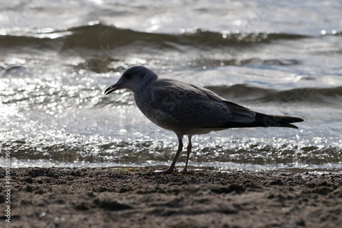 Gull at lake beach in the evening.