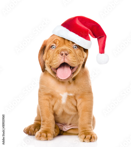 Happy puppy in red christmas hat sitting in front view. isolated on white background
