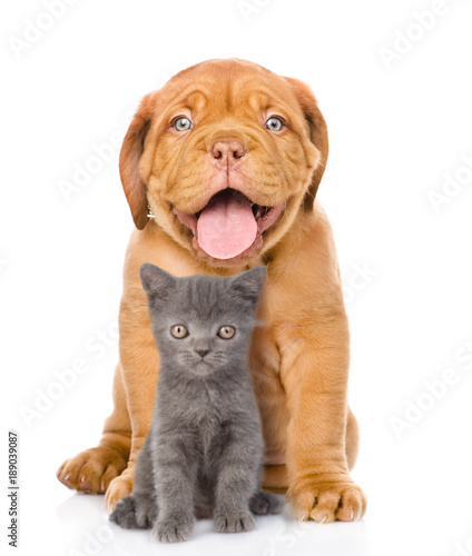 bordeaux dogue puppy and scottish kitten sitting together. isolated on white background