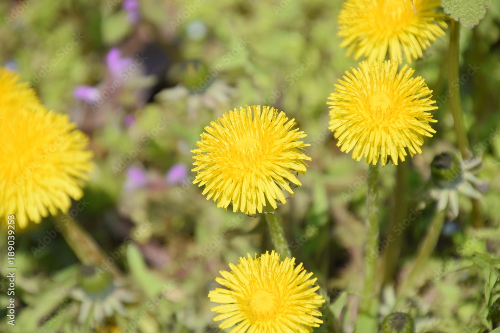 Flowering dandelions in the clearing. Meadow with dandelions. Flowering dandelions in the clearing. Meadow with dandelions.