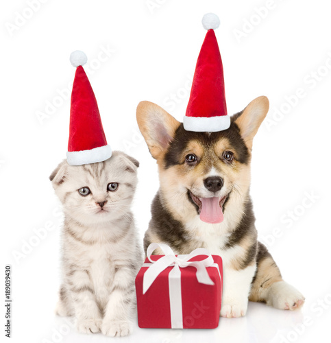 Fototapeta Naklejka Na Ścianę i Meble -  Pembroke Welsh Corgi puppy and kitten in red christmas hats sitting with gift box. isolated on white background