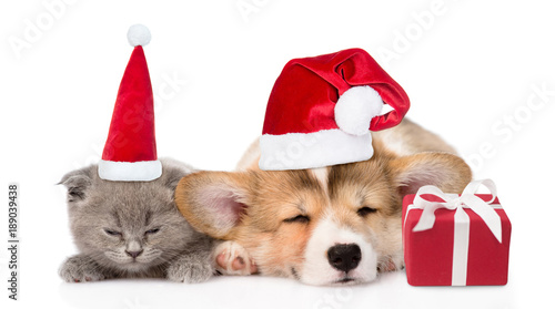 Sleeping kitten and Pembroke Welsh Corgi puppy in christmas hats with gift box. isolated on white background