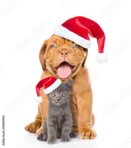 Happy puppy and small kitten in red santa hats sitting together. isolated on white background © Ermolaev Alexandr