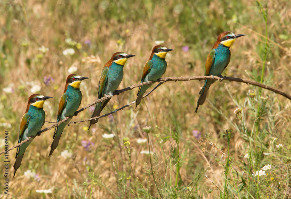 Fototapeta premium European Bee Eaters on a perch in the meadow
