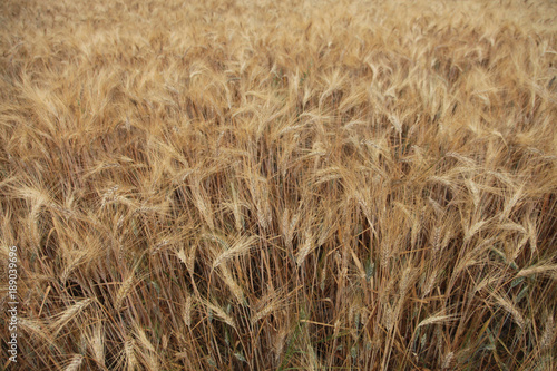 Golden wheat fields  South of France