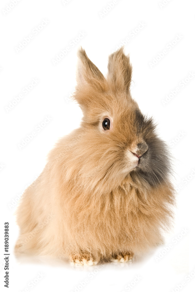 Zwergkaninchen Zwergkaninchen