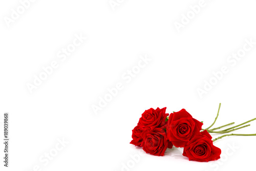 Roses flower isolate on white background  Valentine concept