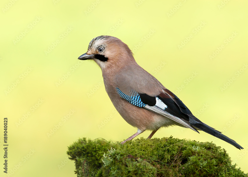 Obraz premium Eurasian Jay perched on a mossy tree