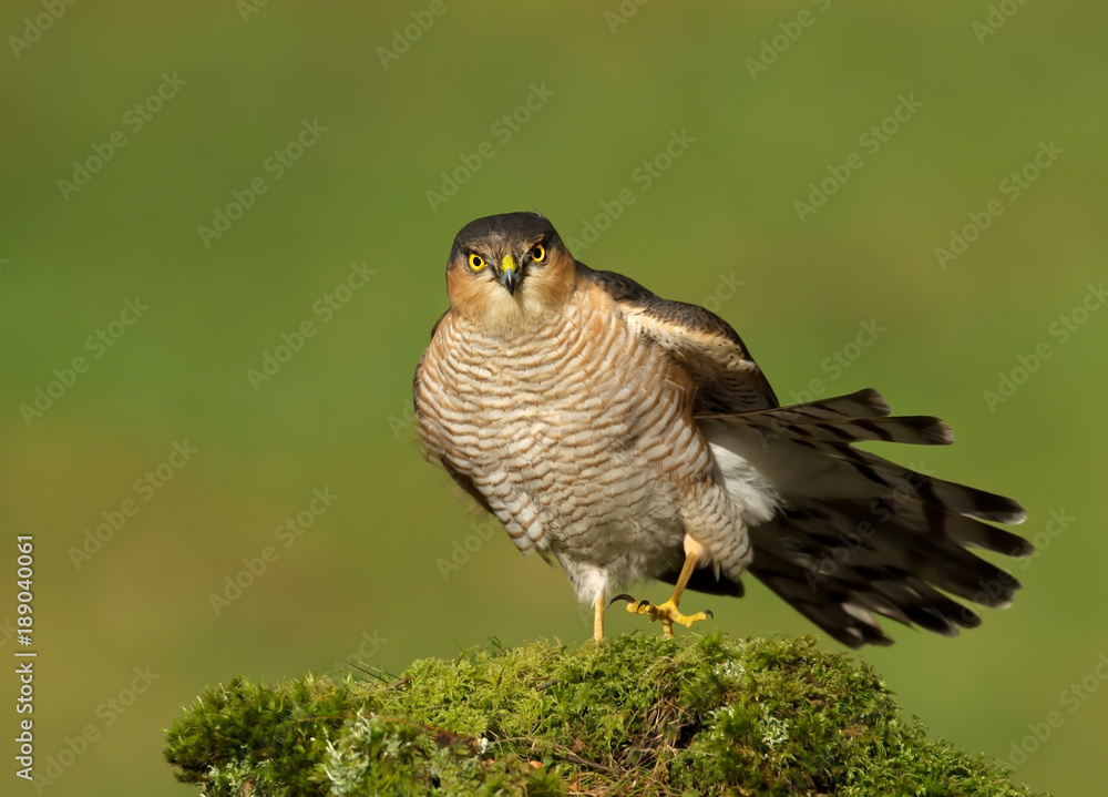 Fototapeta premium Male Eurasian Sparrowhawk preening on a mossy post