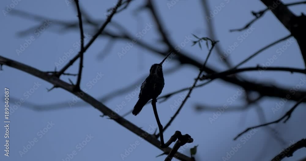 Hummingbird On A Tree, Costa Rica Hummingbird On A Tree, Costa Rica