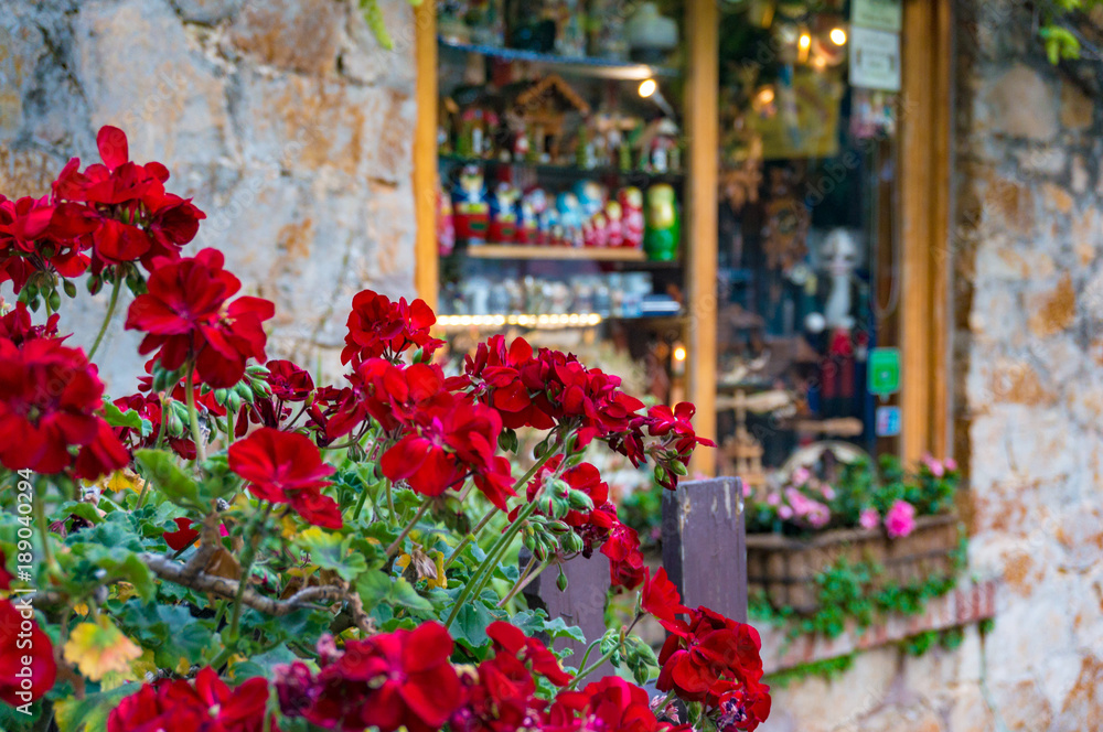 Red geranium flowers close up with stone wall and window on the background