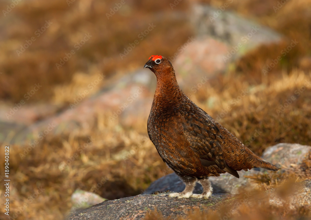 Close up of male Red Grouse Close up of male Red Grouse