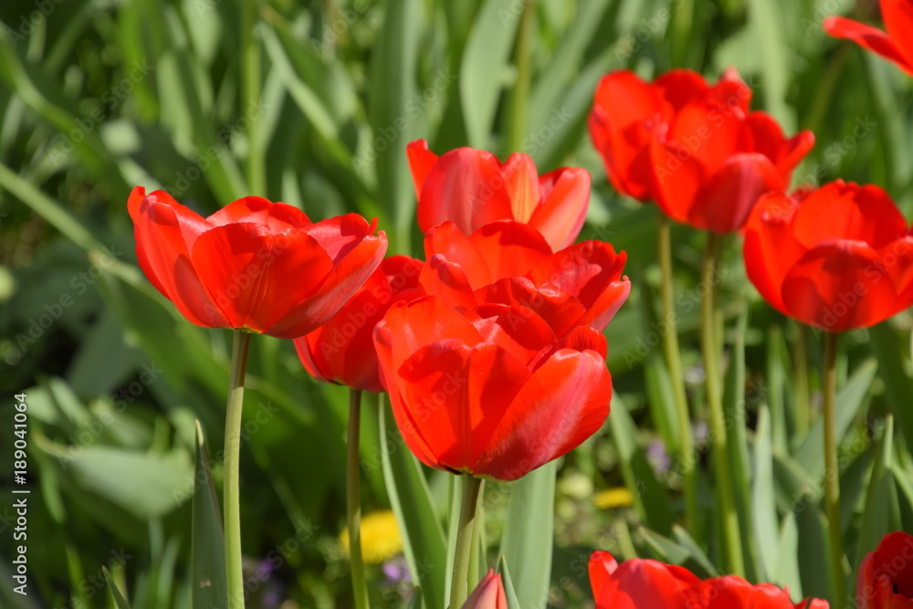 Red tulips bloom in the flowerbed. Flowering of tulips Red tulips bloom in the flowerbed. Flowering of tulips