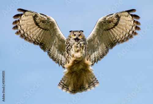 Eurasian Eagle-owl in flight with a catch