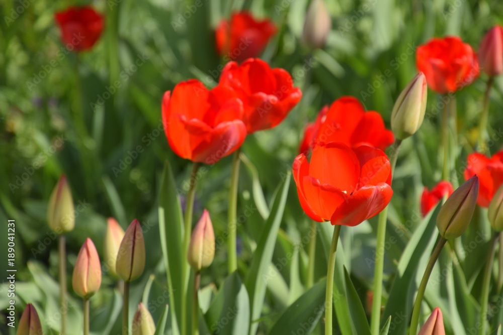 Red tulips bloom in the flowerbed. Flowering of tulips