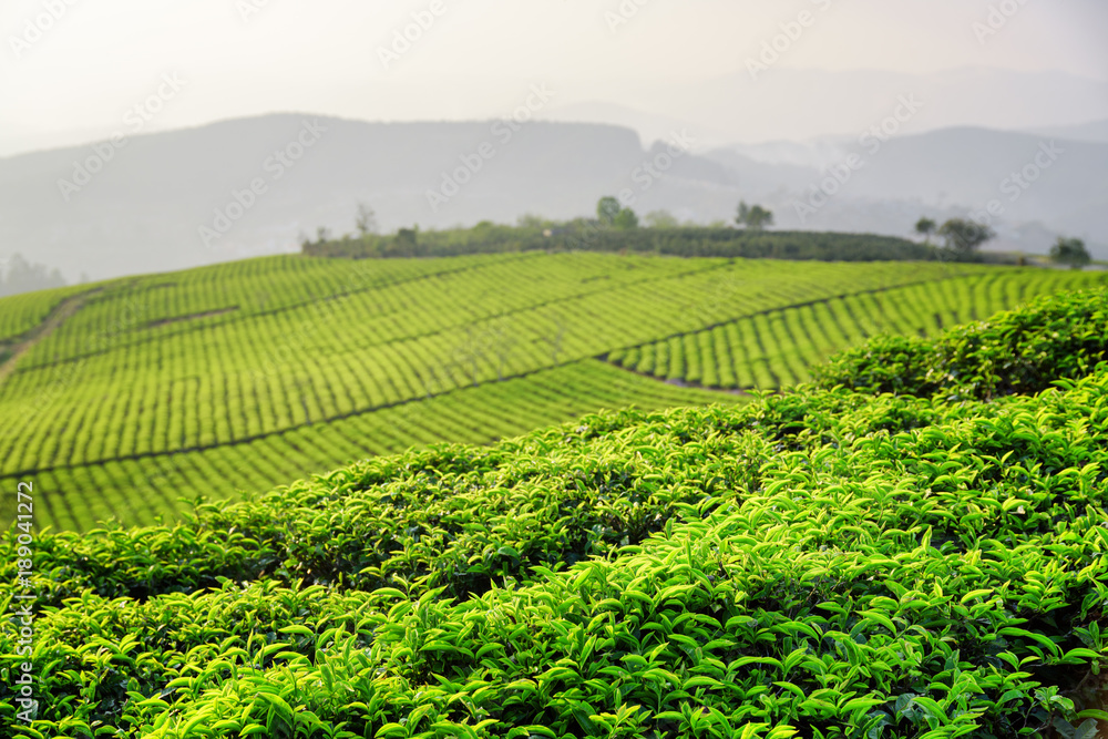 Amazing green tea leaves at tea plantation in evening