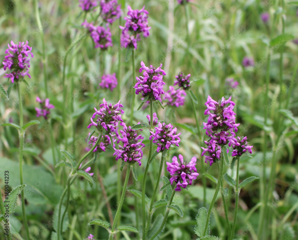 Betonica officinalis. Medicinal plants, herbs in the garden.Blurred background. Betonica officinalis. Medicinal plants, herbs in the garden.Blurred background.