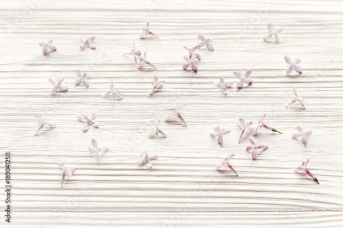 beautiful tender lilac flowers and petals in light on white wooden rustic background top view. happy earth day. greeting card. hello spring image. space for text. happy mothers day