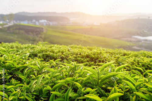 Young upper fresh bright green tea leaves at sunset